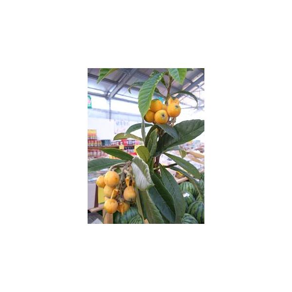 びわ - 植木・盆栽の人気商品・通販・価格比較 - 価格.com