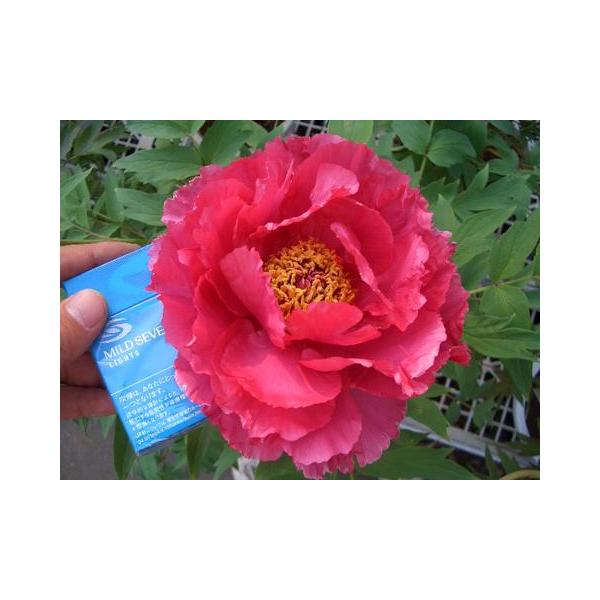 新日月錦（シンジツゲツニシキ） （紅桃色） 牡丹 2年生 6号スリット