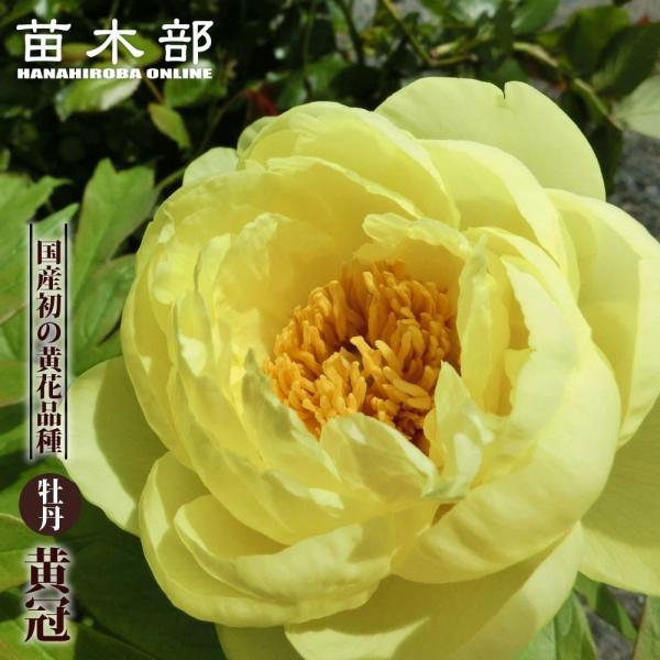 hanahirobaonline_botan-oukan-4