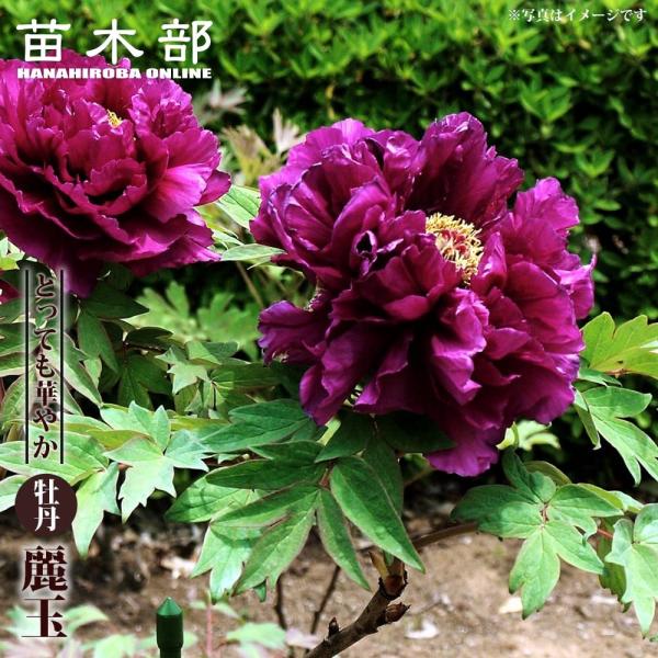 牡丹麗和 はつらつ堂 / 牡丹麗和