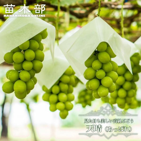 ブドウ天晴(あっぱれ)接木苗 51fkeVloHDL._AC_UF1000,