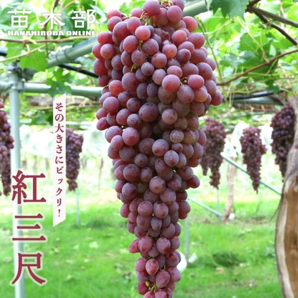 hanahirobaonline_budou-