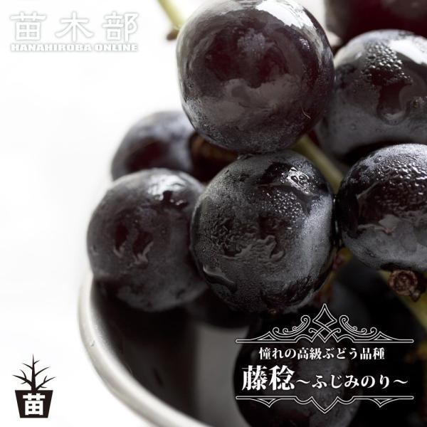 hanahirobaonline_budou-