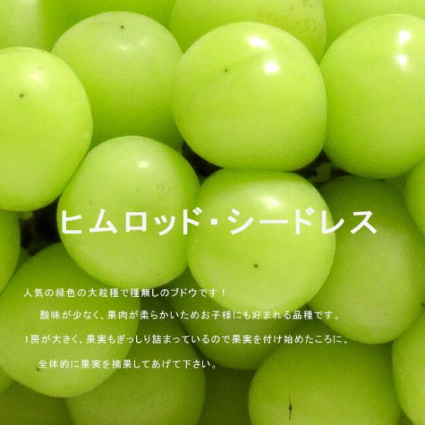 ●品種の特徴人気の緑色の小粒品種で名前の通りジベレリンしなくても種無しになります。酸味が少なく、干しブドウ向けの品種ですが果肉が柔らかいため、おいしく、お子様にも好まれる品種です。当店スタッフも家庭菜園で無農薬で15房くらい、露地栽培で収穫...