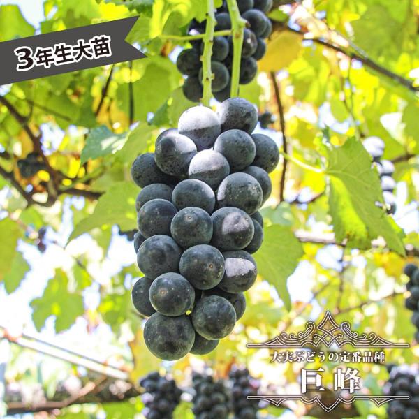 【葡萄農家のぶどうの苗木】巨峰 3~4年生 実がなる苗木 hanahirobaonline_budou-kyohou-3-s