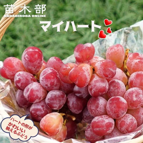 hanahirobaonline_budou-maiha-to03s
