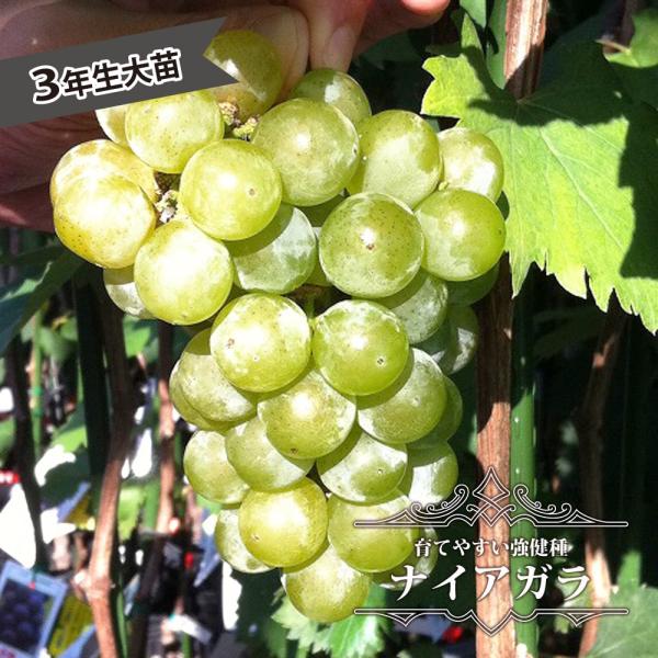 hanahirobaonline_budou-naiagara5