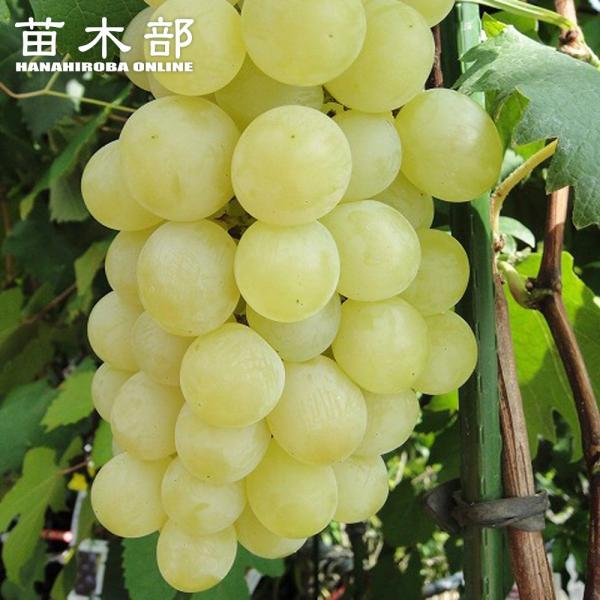 hanahirobaonline_budou-