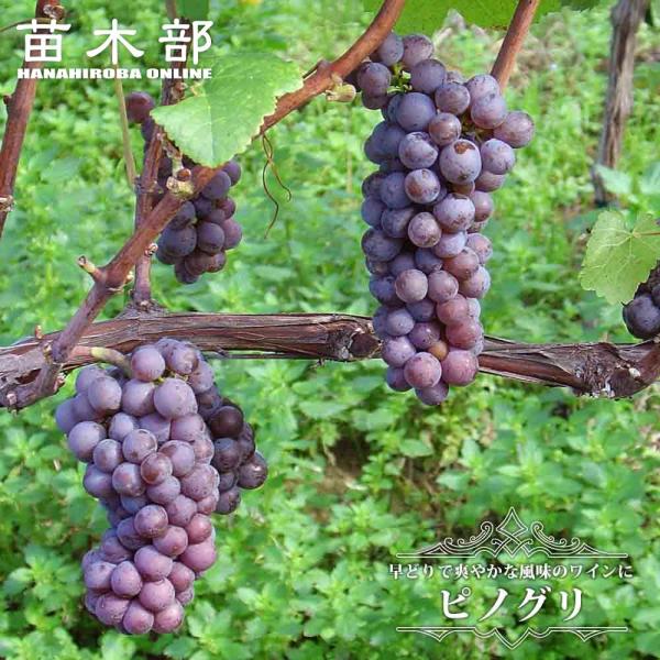 hanahirobaonline_budou-pinoguri