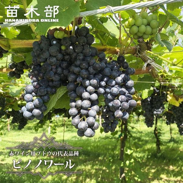 hanahirobaonline_budou-