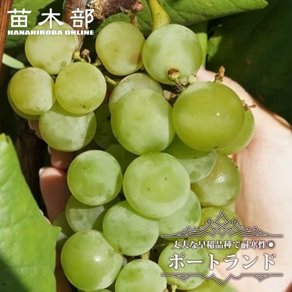 hanahirobaonline_budou-po-