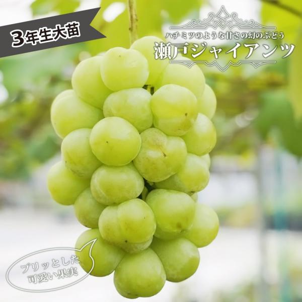 hanahirobaonline_budou-