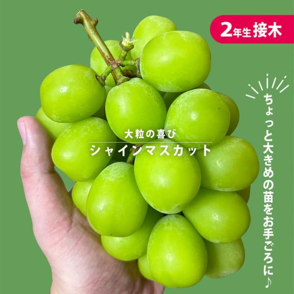 hanahirobaonline_budou-