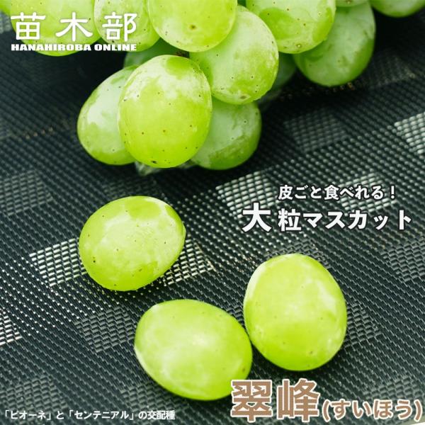 翠峰ブトウ苗（４年生） hanahirobaonline_budou-suihou