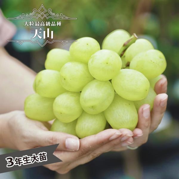 ●品種の特徴天山の特徴はなんといっても果実の大きさ！通常でも1粒約25〜30gの大粒。さらにジベレリン処理を２回、フルメット処理１回された種無しの物では、なんと40gの超巨大の果実になるとも言われております。（）甘さはシャインマスカットのほ...