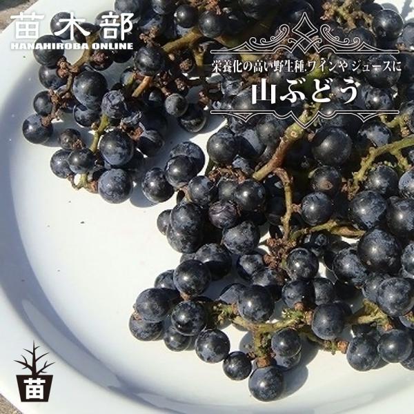 hanahirobaonline_budou-yamabudou