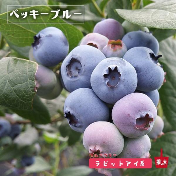 ●品種の特徴ハイブッシュ系とは明らかに違う甘〜い果実です。「甘〜い」品種をご希望のお客様には、「これです」という品種です。果実も美しいです。クライマックスと並んで最も早く色づくのが特徴です。クライマックスとの受粉相性がとても良く、混植すると...