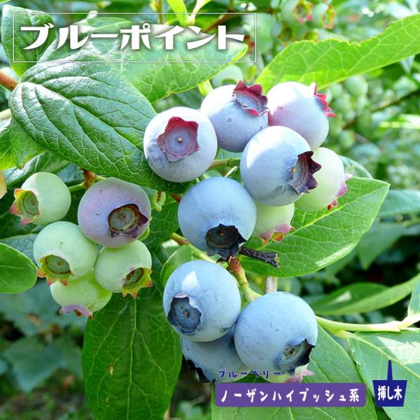 ブルーポイント ノーザンハイブッシュ系 2年生挿木苗 ブルーベリー苗木