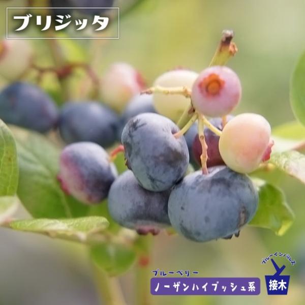 hanahirobaonline_buru-beri--