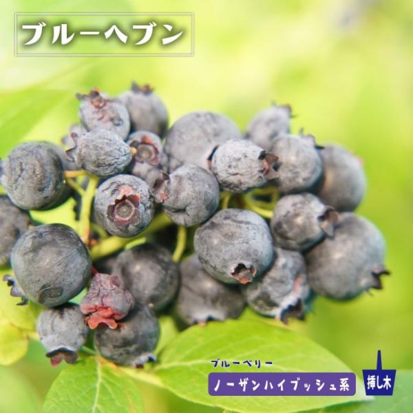 ブルーヘブン ノーザンハイブッシュ系 ブルーベリー 苗木 2年生 挿し木苗 Buru Beri Buru Hebun 2 苗木部 花ひろばオンライン 通販 Yahoo ショッピング