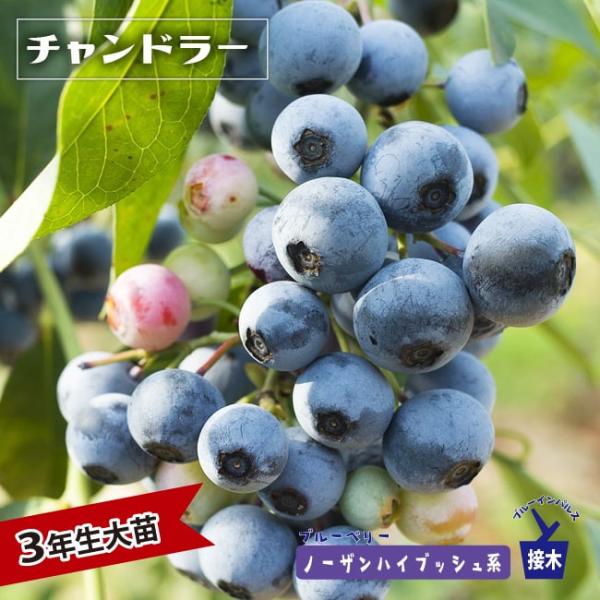 ブルーベリー チャンドラー 接木苗 3本 hanahirobaonline_buru-beri--