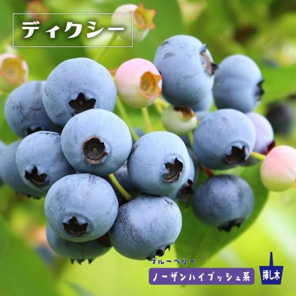 hanahirobaonline_buru-beri--