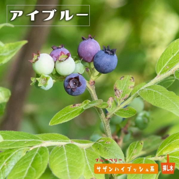 hanahirobaonline_buru-beri--