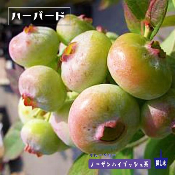 ハーバード ノーザンハイブッシュ系 ブルーベリー 苗木 2年生 挿し木苗 Buyee Buyee 提供一站式最全面最專業現地yahoo Japan拍賣代bid代拍代購服務 Bot Online