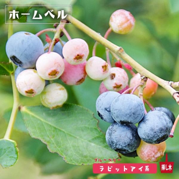 ホームベル ラビットアイ系 2年生挿木苗 ブルーベリー苗木 予約販売10〜11月頃入荷予定