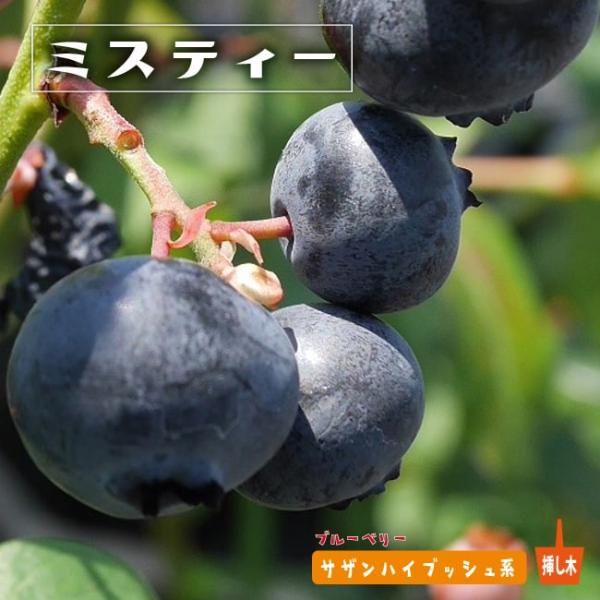 ●品種の特徴ミスティーのエイボンブルーを交配親に持ちます。この系統の中でも常緑性はトップクラスです。ミスティーにおいて最も強調する点は、収穫量が非常に多く実も大きくなる点で、その量はこの系統の中でも1.2を争うほどです。とても花芽が多く、若...