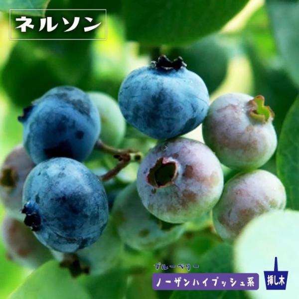hanahirobaonline_buru-beri--
