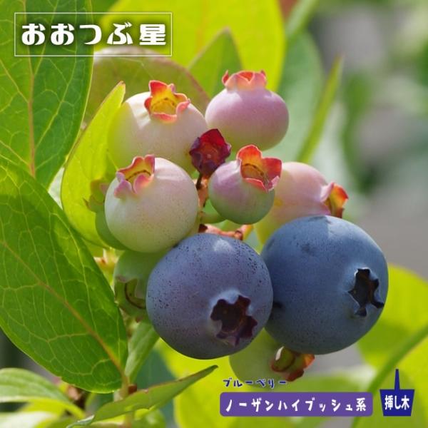 hanahirobaonline_buru-beri--