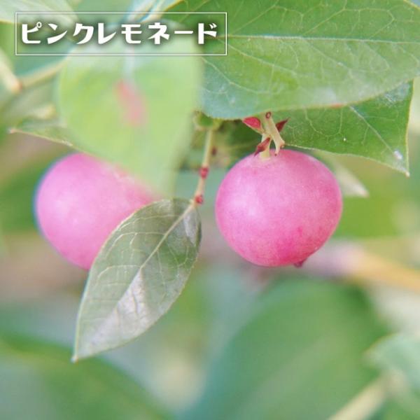 ピンクレモネード ハイブリッド ブルーベリー苗木 2年生接木苗 : 苗木
