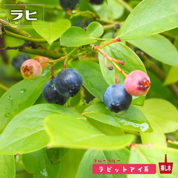 ●品種の特徴「ラヒ」はラビットアイ系の中では珍しく大実になる品種。花柄が落ちにくく実ぐされ病になりやすいので、手摘みをしたほうがいいでしょう。果実は固く日持ちが良いのですが、大粒ならではの傾向として味が淡白になりやすいため、樹上でしっかりと...