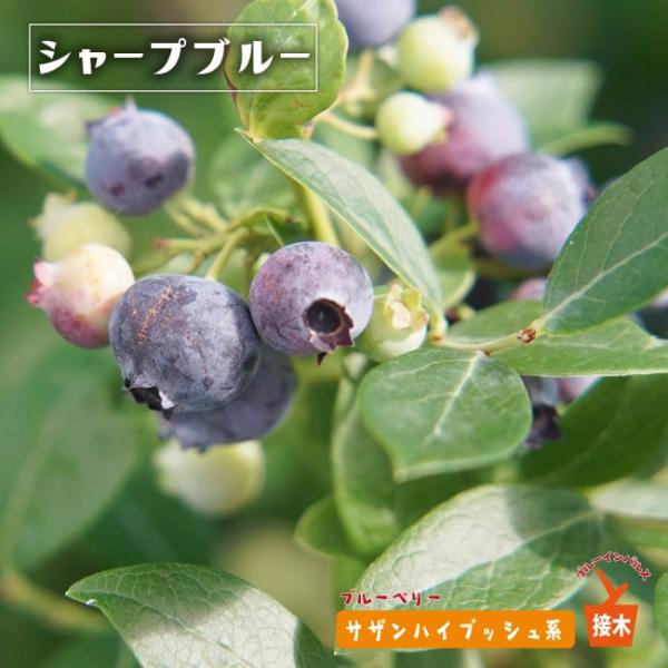 苗 オニール ブルーベリーの人気商品 通販 価格比較 価格 Com