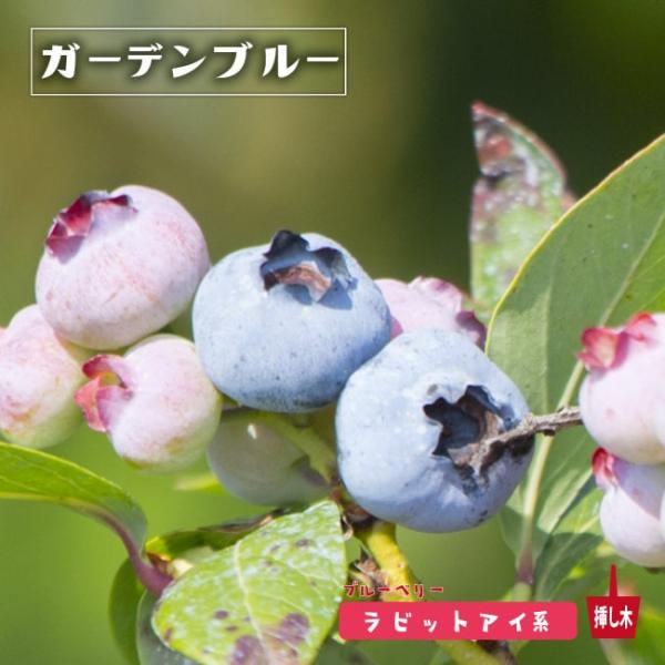 hanahirobaonline_buru-beri-ga-