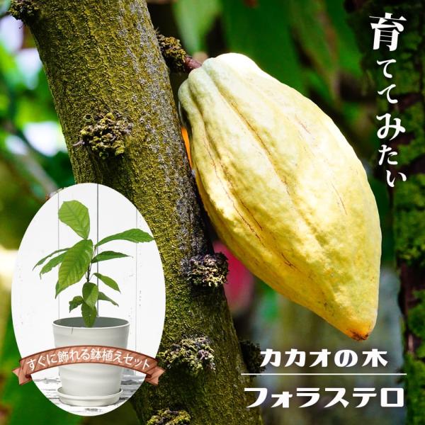 hanahirobaonline_cacao-01-02-set