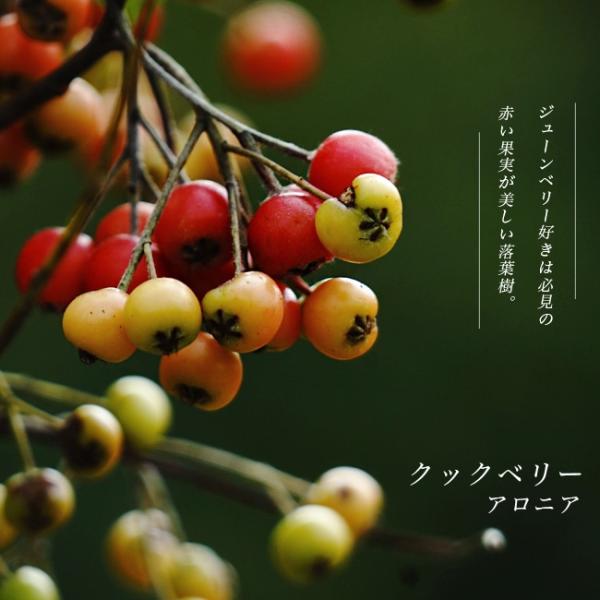 hanahirobaonline_chokuberi--