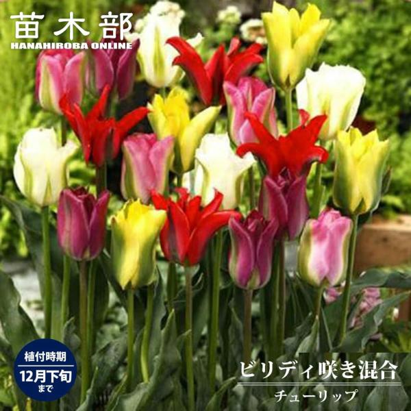 チューリップ ビリディ咲き混合 球根 （5球入り） （植え付け時期12月