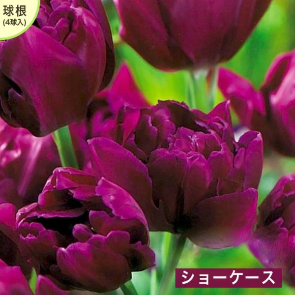 球根 チューリップ球根の人気商品 通販 価格比較 価格 Com