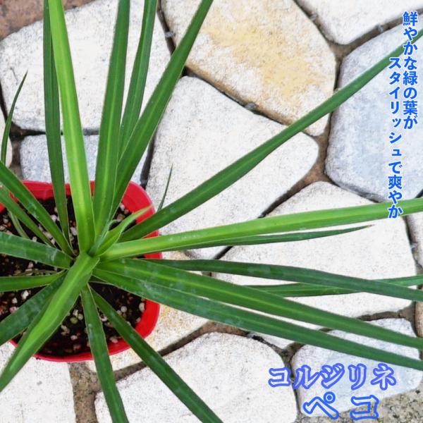 本物品質の ドラセナコルジリネ 大株 苗木 赤葉 植物 観葉植物 Www Fonsti Org