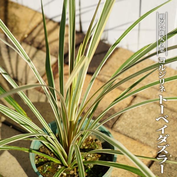 hanahirobaonline_dorasena-