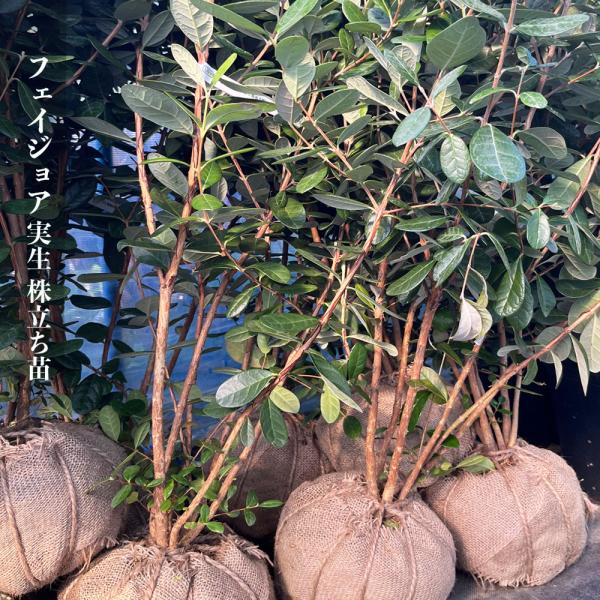 hanahirobaonline_feijoa-2honmisho