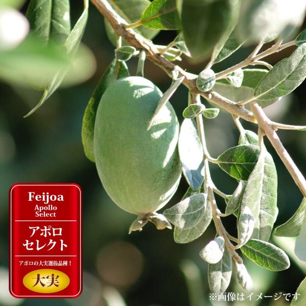 hanahirobaonline_feijoa-