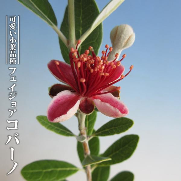 ●品種の特徴葉っぱが小さめなため鉢植えとして鑑賞価値の高い品種です。可愛らしい丸葉が南国のエキゾチックな雰囲気を与えてくれます。「フェイジョア　コバーノ」は小葉性が特徴のフェイジョアですが、日本の生産者さんが実生したものから偶然見つけた品種...