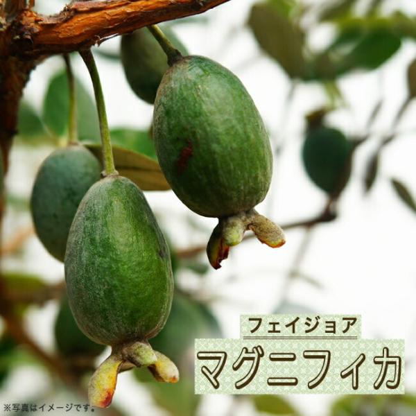 ●品種の特徴『マグニフィカ』は、香りが良く、食味良好の大実品種。自家結実性が弱く、1本では実がなりにくいので、他の品種のフェイジョアを近くに植えてください。フェイジョアは常緑で魅力の多い果樹です。枝の色が茶色。葉が丸く照り葉で葉の裏はシルバ...