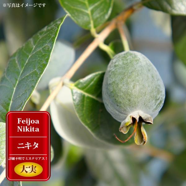 hanahirobaonline_feijoa-niki-ta-03