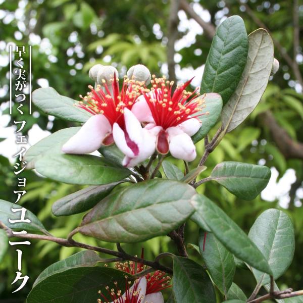 hanahirobaonline_feijoa-yuni-ku-