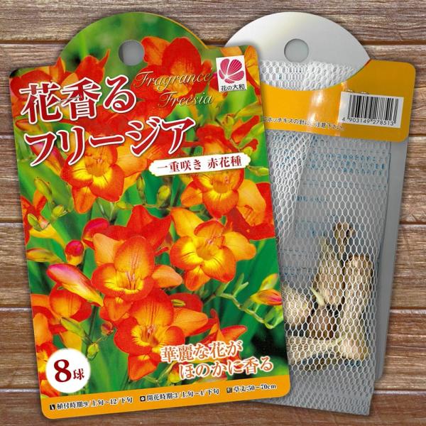 ●品種の特徴赤とオレンジのツートンカラーが華やかな一重咲き品種フリージアは江戸末期に渡来し、スリムで優雅な筒状の花と香りを持つ日本人好みのお花です。日本でも盛んに育種が行われ、様々な花色を持つフリージアが生まれています。花姿は一重か八重と少...