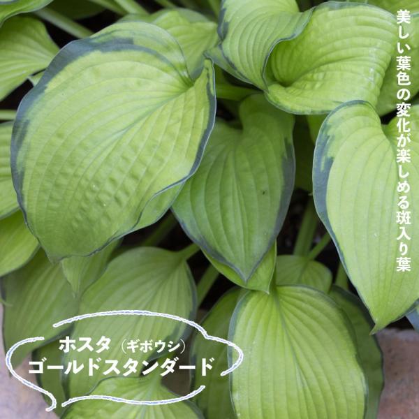 hanahirobaonline_giboushi-go-